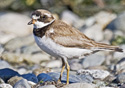 Charadrius semipalmatus